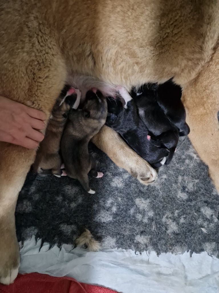 chiot Akita americain Du Domaine De La Verrinette