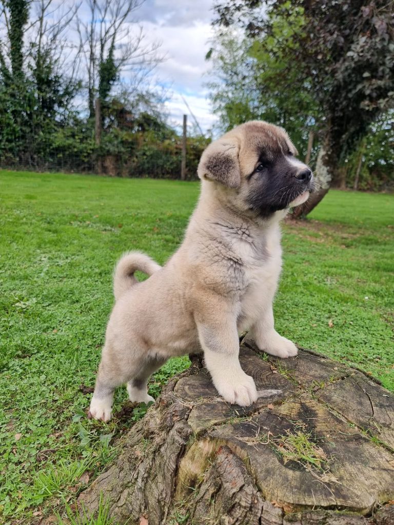 Du Domaine De La Verrinette - Chiot disponible  - Akita americain