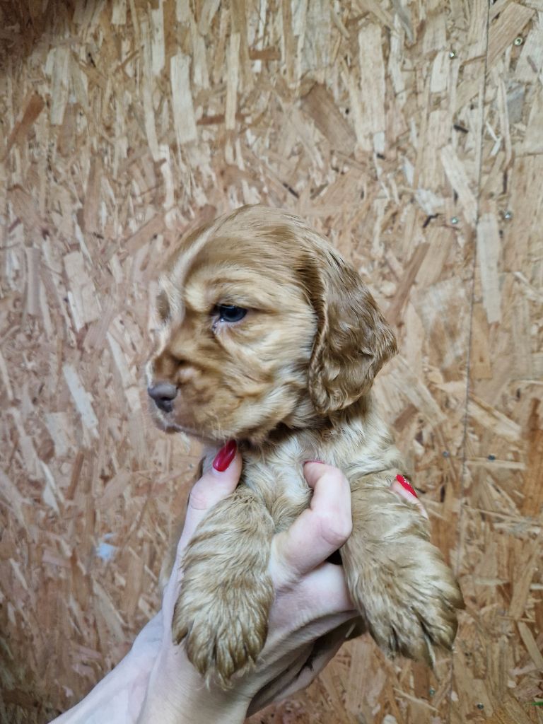 Du Domaine De La Verrinette - Chiot disponible  - Cocker Spaniel Anglais