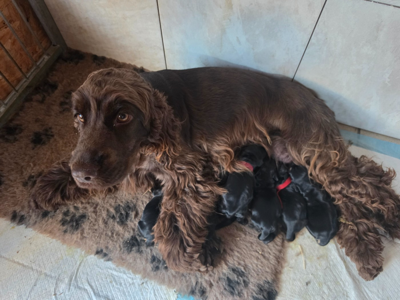 Chiot Cocker Spaniel Anglais Du Domaine De La Verrinette