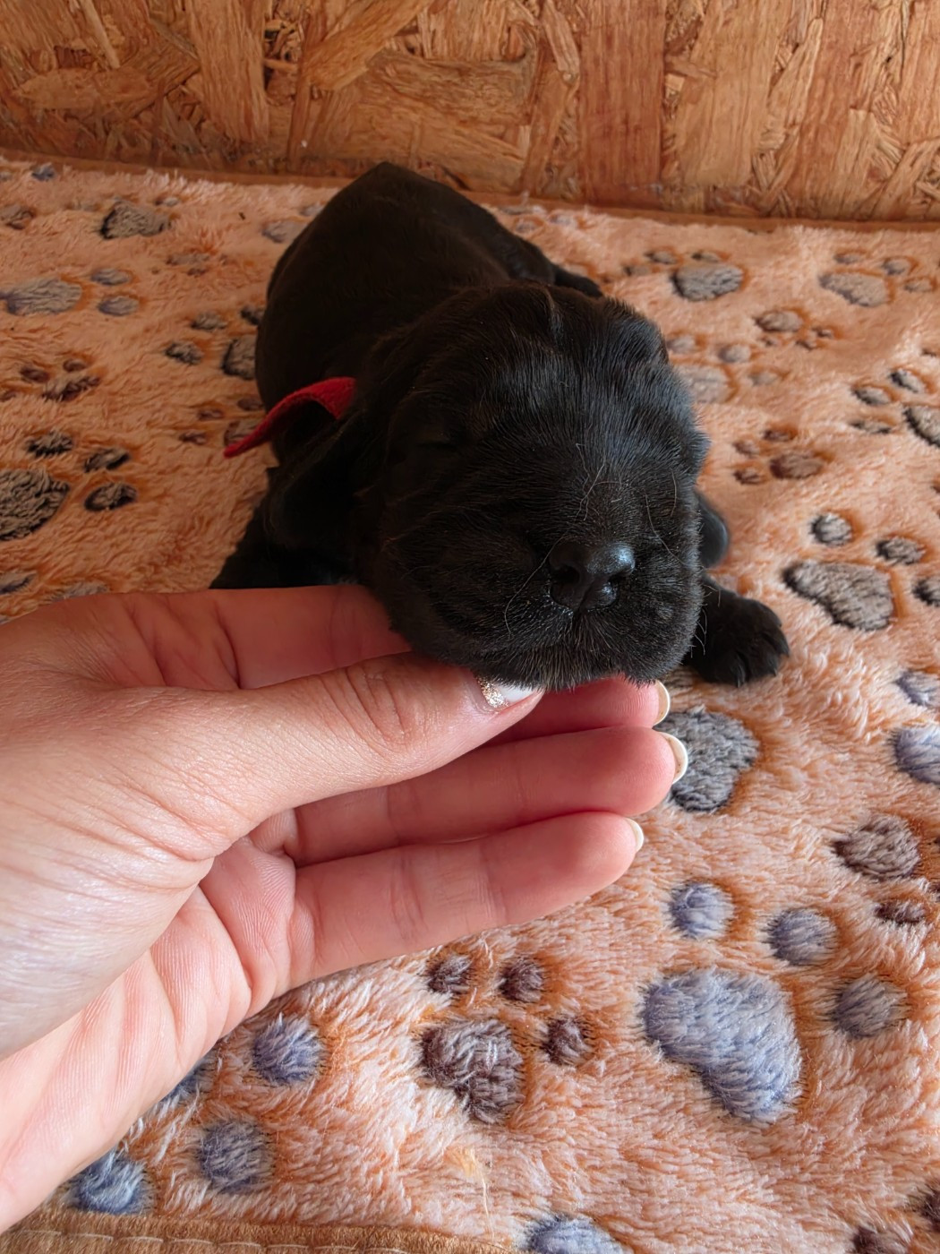 Du Domaine De La Verrinette - Chiots disponibles - Cocker Spaniel Anglais