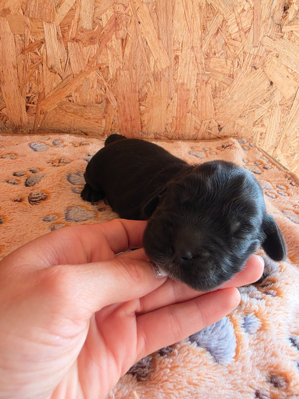 Du Domaine De La Verrinette - Chiots disponibles - Cocker Spaniel Anglais