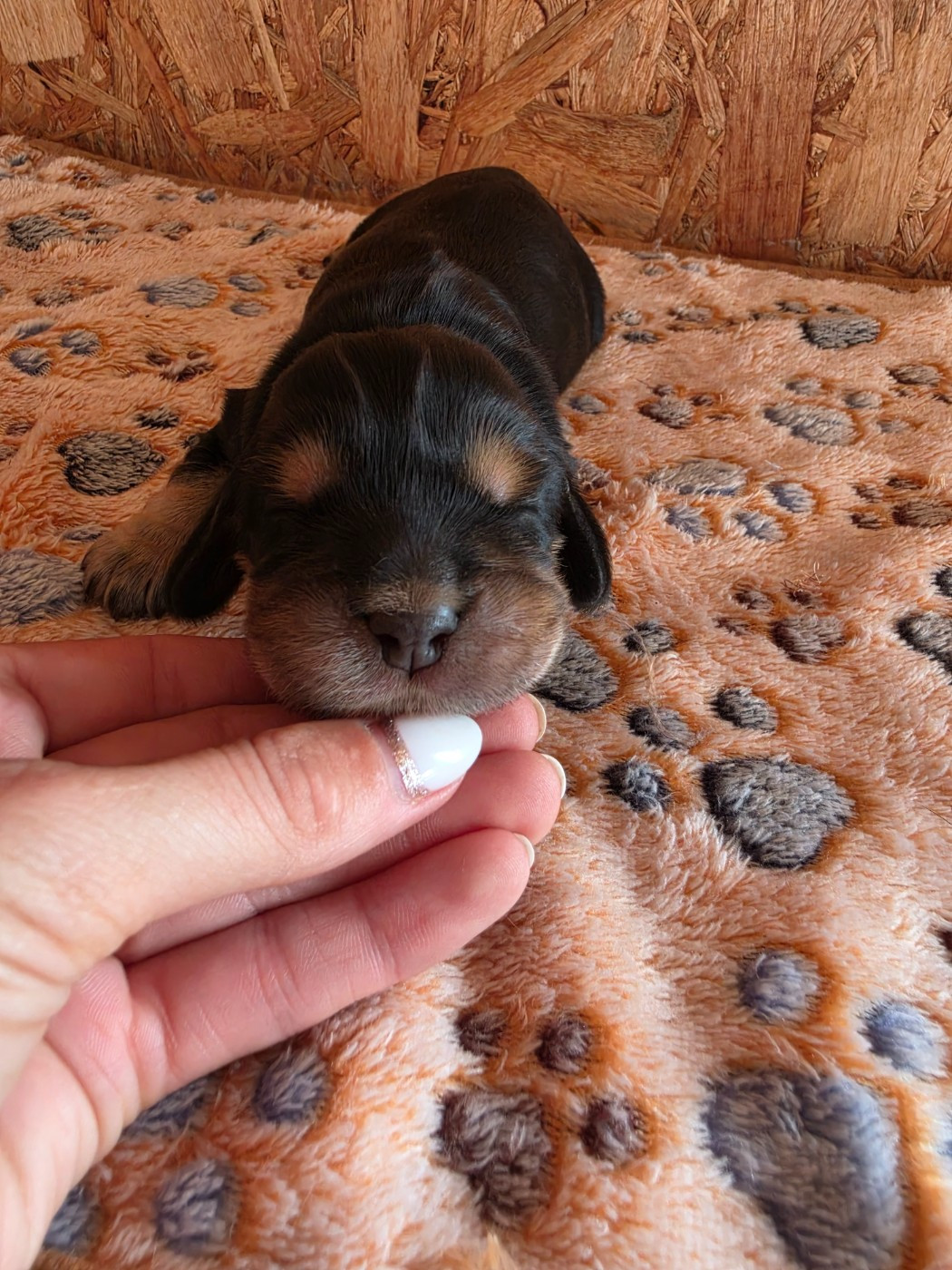 Du Domaine De La Verrinette - Chiots disponibles - Cocker Spaniel Anglais