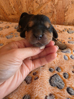 Bunny