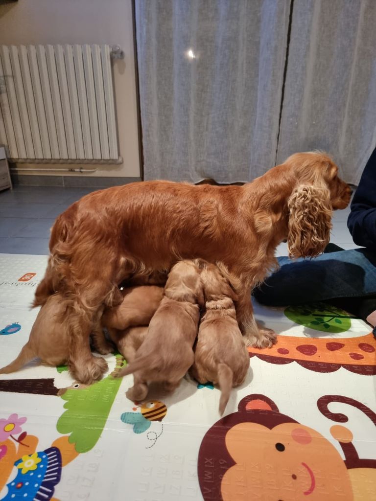 Du Domaine De La Verrinette - Cocker Spaniel Anglais - Portée née le 29/10/2023