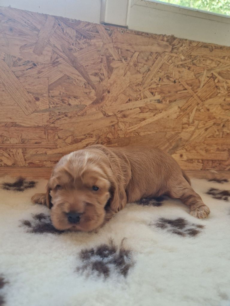 Du Domaine De La Verrinette - Chiots disponibles - Cocker Spaniel Anglais